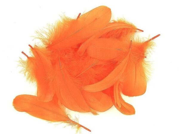 Decorative Feathers