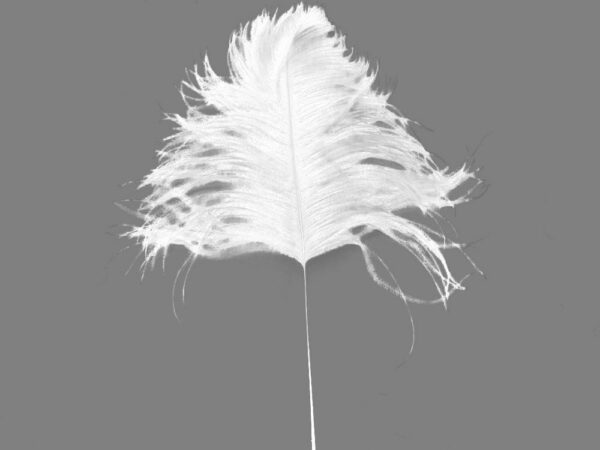 Decorative Feathers