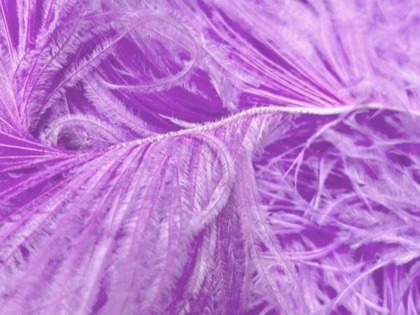 Ostrich Feather Fringe Trim